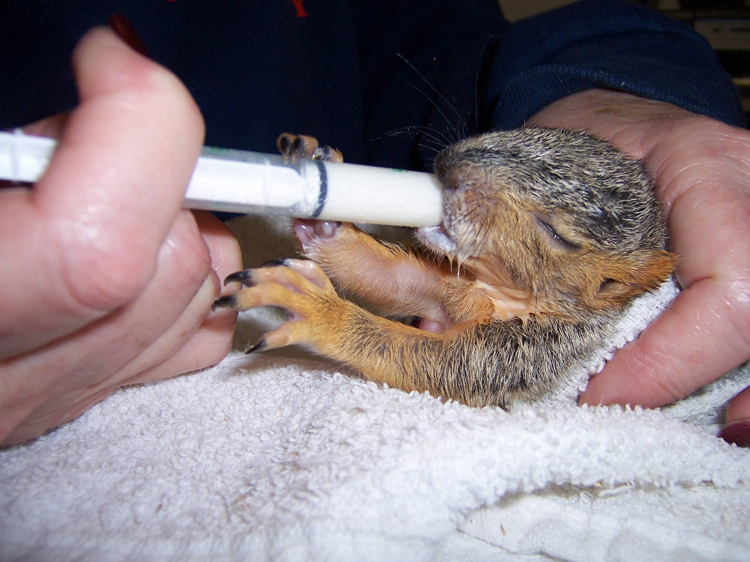 Squirrel - Copy